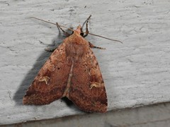 Diarsia jucunda