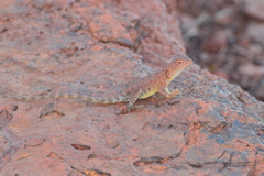 Ctenophorus caudicinctus