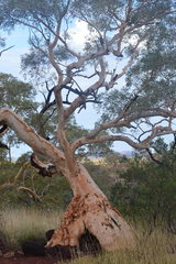 Eucalyptus leucophloia