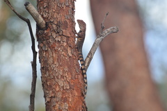 Ctenophorus caudicinctus