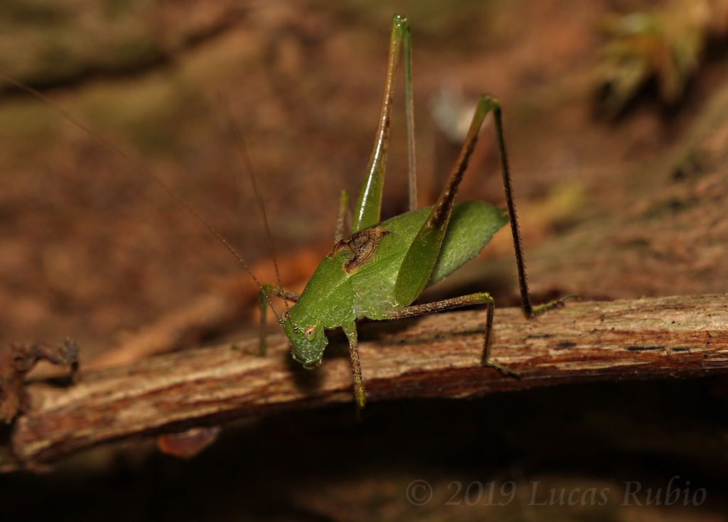 Anisophya arreguii