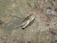 Anodontites trapesialis