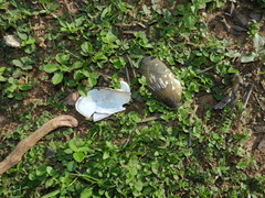 Anodontites trapesialis