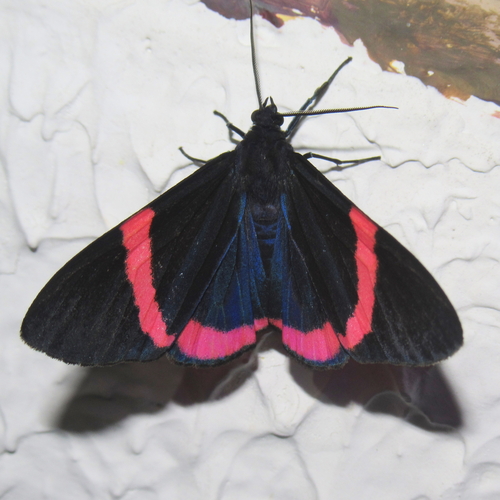 Seileria eucyaniformis