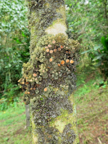 Leptogium javanicum