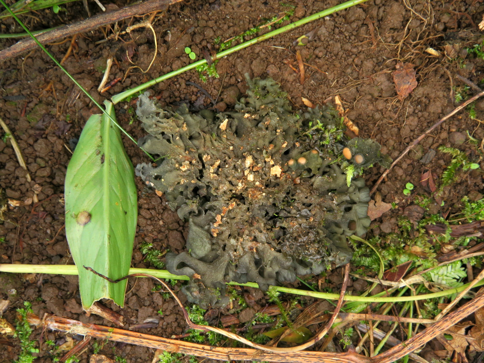 Leptogium javanicum image
