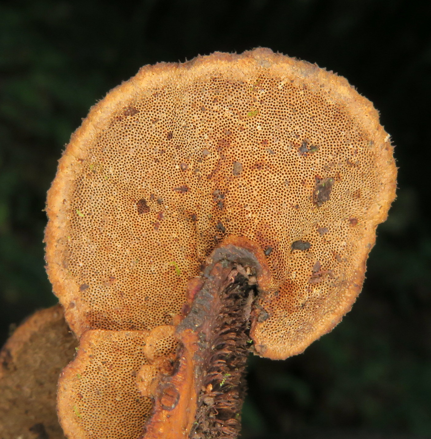 Hexagonia hydnoides image