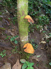 Mycobonia flava