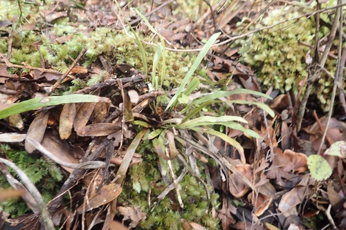 Rawlings strap fern (Notogrammitis rawlingsii)