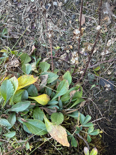 Solidago leiocarpa, photograph 6