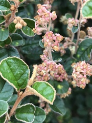 Pomaderris paniculosa