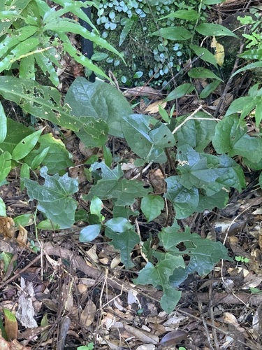 Asarum lutchuense iNat (3)