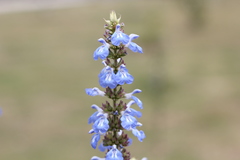 Salvia uliginosa