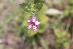 Lantana megapotamica