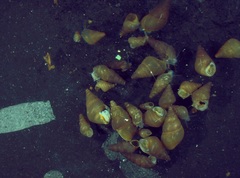 Potamopyrgus oppidanus