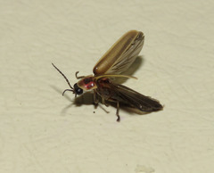 Photinus signaticollis