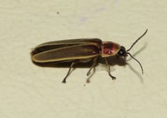 Photinus signaticollis