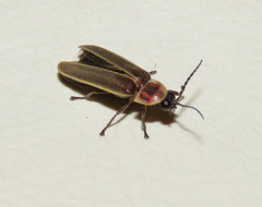 Photinus signaticollis