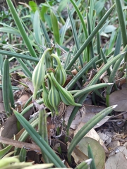 Brassavola