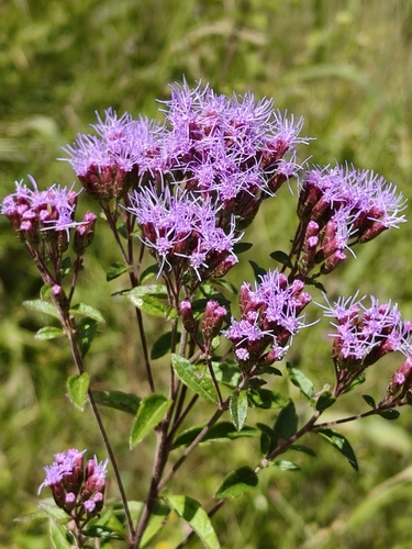 Chromolaena pulchella, photograph 1