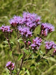 Chromolaena pulchella