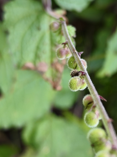Mexican velvetbur (Priva mexicana)