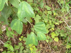 Passiflora candollei