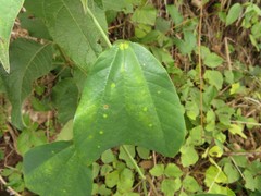 Passiflora candollei