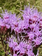 Chromolaena pulchella, photograph author not stated, no rights reserved