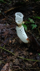 Staheliomyces cinctus