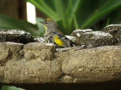 Setophaga coronata auduboni