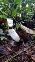 Staheliomyces cinctus