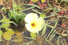 Hydrocleys nymphoides