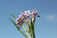 Solanum glaucophyllum