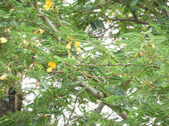 Sesbanieae