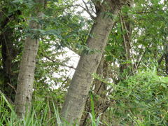 Sesbanieae