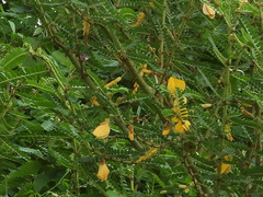 Sesbanieae