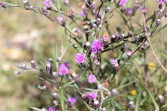 Lessingianthus rubricaulis
