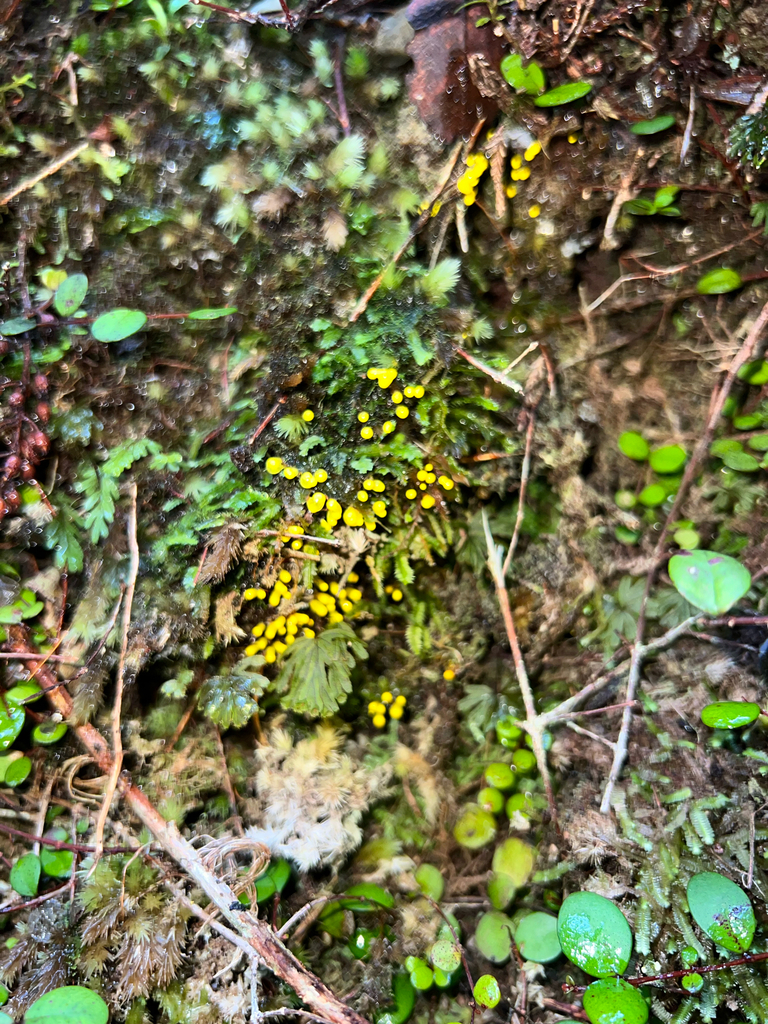 Gloioxanthomyces chromolimoneus · October 2025 · photo: © rock_mclaren (iNaturalist, cc-by)