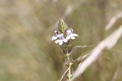 Stemodia palustris