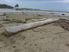 Roystonea borinquena