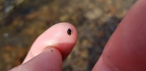 Bear Lake Springsnail