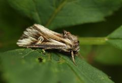 Actinotia polyodon