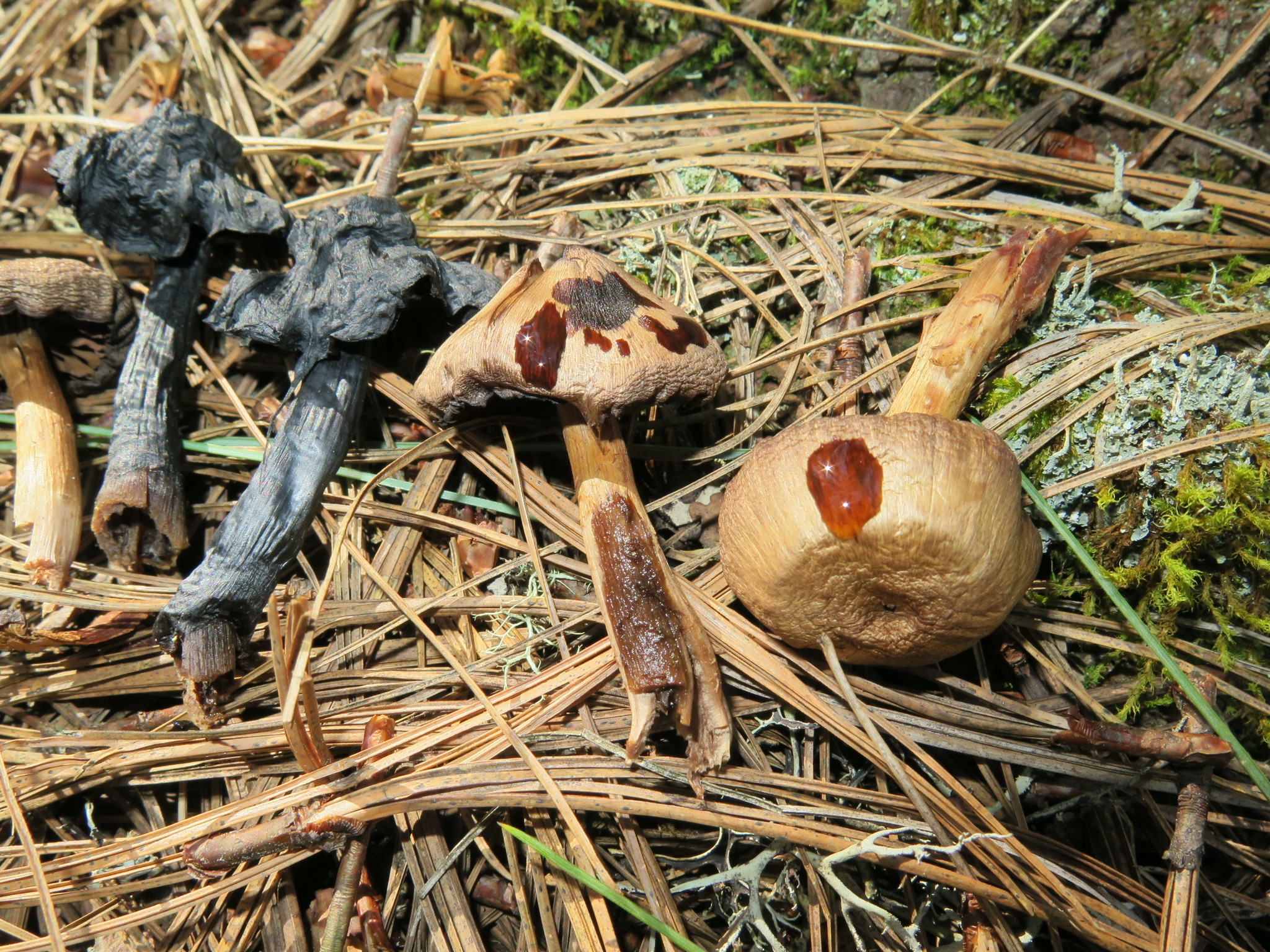 Cortinarius distans image