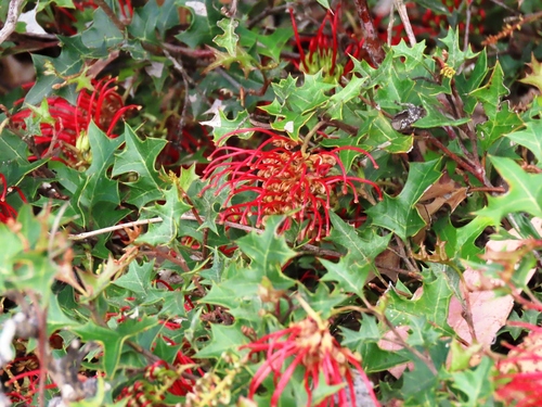 Brisbane Ranges Grevillea (Grevillea steiglitziana)