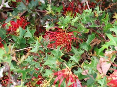 Grevillea steiglitziana