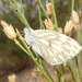 Mariposa Blanca con Parches Negros - Photo (c) Ethan, algunos derechos reservados (CC BY-NC), uploaded by Ethan