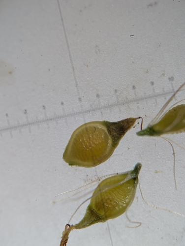 Rhynchospora rugosa