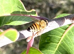 Apis mellifera