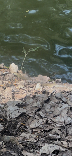 Eastern Brown Snake sighting